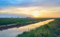 Sunset in the green fields cultivated with rice plants. July in the Albufera of Valencia Royalty Free Stock Photo