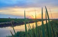 Sunset in the green fields cultivated with rice plants. July in the Albufera of Valencia Royalty Free Stock Photo