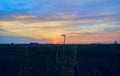 Sunset in the green fields cultivated with rice plants. July in the Albufera of Valencia Royalty Free Stock Photo