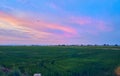 Sunset in the green fields cultivated with rice plants. July in the Albufera of Valencia Royalty Free Stock Photo