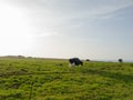 Sunset on green grass with cows Royalty Free Stock Photo