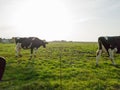 Sunset on green grass with cows Royalty Free Stock Photo