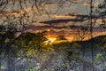 Sunset in the guayacanes forest Royalty Free Stock Photo