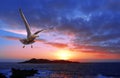 Sunset with gull