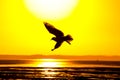 Sunset gull