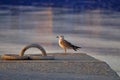 Sunset and gull