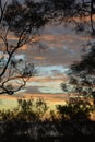 Sunset with gumtrees in the foreground