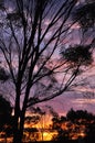 Sunset with gumtrees in the foreground, taken in Australia