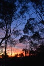 Sunset with gumtrees in the foreground, taken in Australia