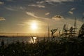 Sunset in Harbolle Havn marina, beach grass in front, Moen Island, Denmark, Europe