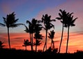 Sunset Hawaii palm trees Royalty Free Stock Photo