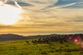 Sunset with herd of goats Royalty Free Stock Photo