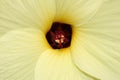 `Sunset Hibiscus` flower - Abelmoschus Manihot Royalty Free Stock Photo