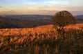 Sunset highlighting trees and grass Brecon Beacon National Park