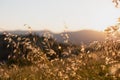 Sunset on the hill through blades of grass Royalty Free Stock Photo