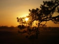 Sunset in the hills with branches in the foreground against the light, calming nature background