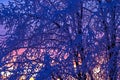 Sunset with hoarfrost on the tree branches a cold winter evening Royalty Free Stock Photo