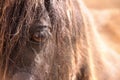 Sunset through a Horse`s Eye View Royalty Free Stock Photo