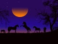 Sunset horses silhouette Royalty Free Stock Photo