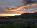 Sunset in Iceland, field, mountains, flowers