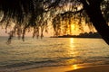 Sunset idyllic with silhouette of tree at beach