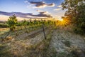 Sunset at a idyllic vineyard at the farmland of Istria, Croatia Royalty Free Stock Photo