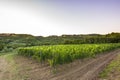 Sunset at a idyllic vineyard at the farmland of Istria, Croatia Royalty Free Stock Photo