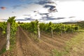 Sunset at a idyllic vineyard at the farmland of Istria, Croatia Royalty Free Stock Photo