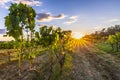 Sunset at a idyllic vineyard at the farmland of Istria, Croatia Royalty Free Stock Photo