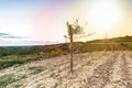 Sunset at a idyllic vineyard at the farmland of Istria, Croatia Royalty Free Stock Photo