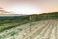 Sunset at a idyllic vineyard at the farmland of Istria, Croatia Royalty Free Stock Photo