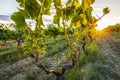 Sunset at a idyllic vineyard at the farmland of Istria, Croatia Royalty Free Stock Photo