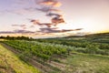 Sunset at a idyllic vineyard at the farmland of Istria, Croatia Royalty Free Stock Photo