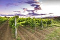 Sunset at a idyllic vineyard at the farmland of Istria, Croatia Royalty Free Stock Photo