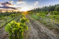 Sunset at a idyllic vineyard at the farmland of Istria, Croatia Royalty Free Stock Photo