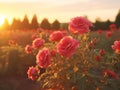 Sunset illuminates a romantic scene of pink roses in a serene summer garden Royalty Free Stock Photo