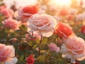 Sunset illuminates a romantic scene of pink roses in a serene summer garden Royalty Free Stock Photo