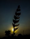 Sunset image using bird feather.