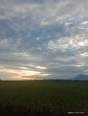 sunset in Indonesian rice fields Royalty Free Stock Photo