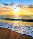 Sunset Inspirational Bird Vertical Royalty Free Stock Photo