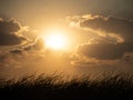 Sunset on Isaccel lake, Danube Delta, Romania Royalty Free Stock Photo