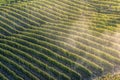 Sunset on italian hill region called langhe with ripe grapewine Royalty Free Stock Photo