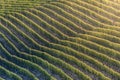 Sunset on italian hill region called langhe with ripe grapewine Royalty Free Stock Photo