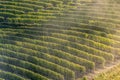 Sunset on italian hill region called langhe with ripe grapewine Royalty Free Stock Photo