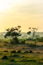 Sunset in the Jungle, Chitwan National Park, Nepal Royalty Free Stock Photo