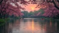 Sunset kayaking, cherry blossoms, park, tranquil lake Royalty Free Stock Photo
