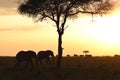 Sunset in Kenya Royalty Free Stock Photo