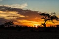 Sunset in the Kgalagadi Transfrontier Park in South Africa