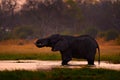 Sunset, Khwai elephant drinking.  Big animal in the old forest. evening orange light, sun set. Magic wildlife scene in nature. Royalty Free Stock Photo