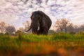 Sunset, Khwai elephant drinking.  Big animal in the old forest. evening orange light, sun set. Magic wildlife scene in nature. Royalty Free Stock Photo